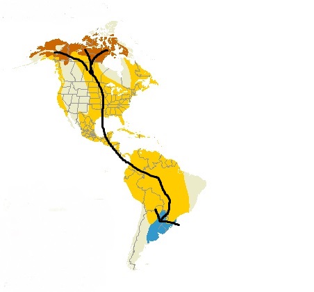 american golden plover migration map