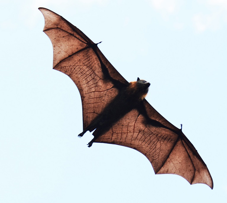 fruit bat flying fox