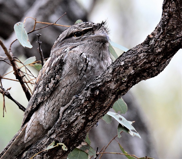 frogmouth owl black eyes