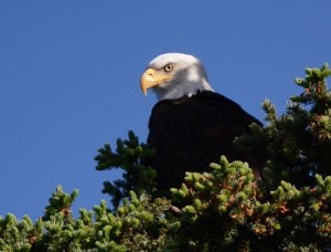 Birding