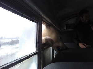 Polar Bear catches a bus