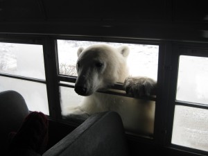 Polar Bear Catches a Bus