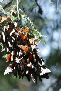 Butterflies 12