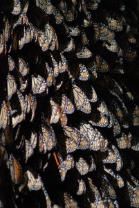 Butterflies 5