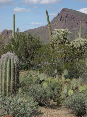 Cacti Jungle
