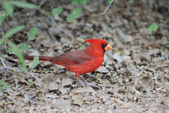 Birding