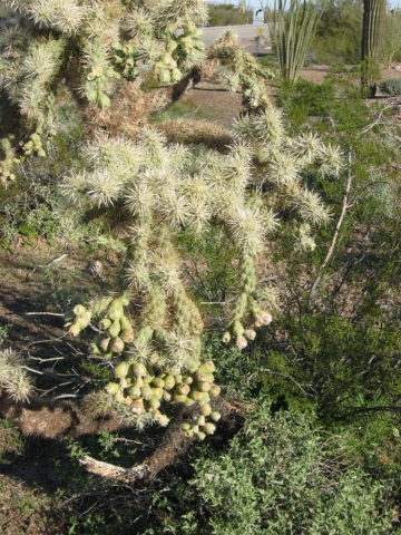 Chain Fruit Cactus