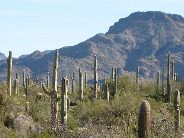 Sonoran Desert