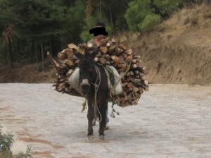 Donkey 2a