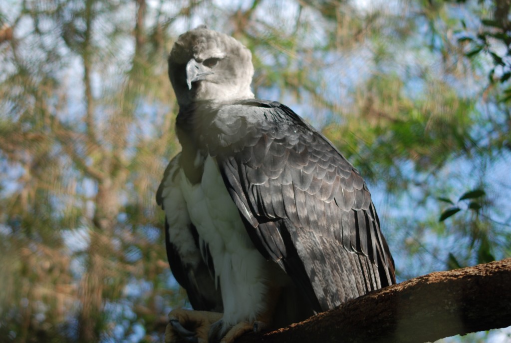 Harpy 9