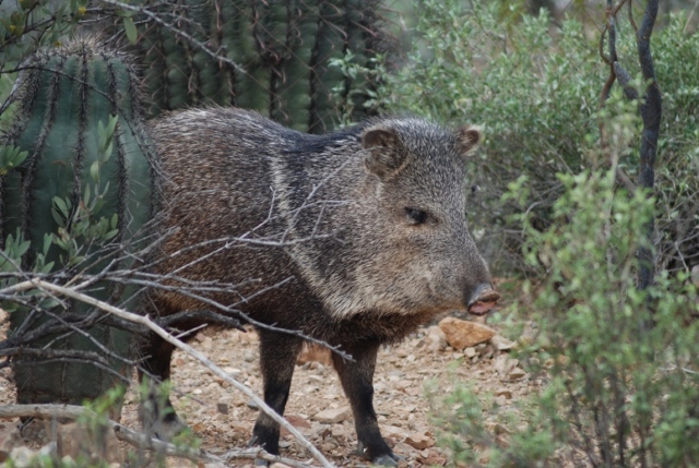 Javalina