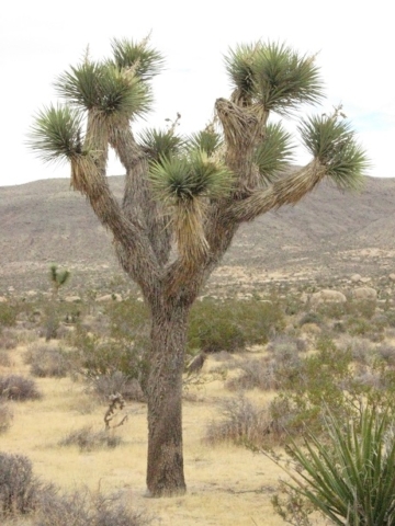 Joshua Tree
