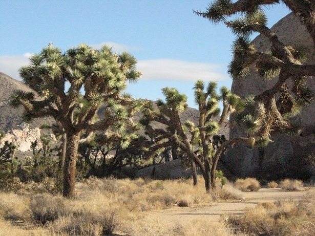 Joshua Tree