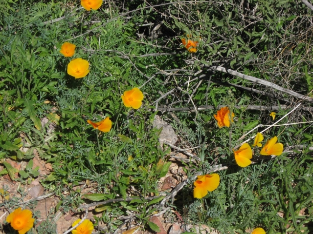 Mexican Poppy