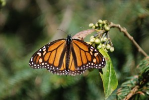 Butterlfies & Jersusalem