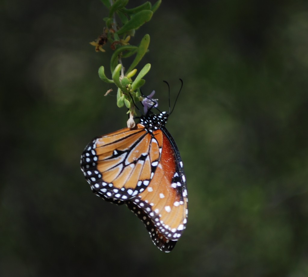 Monarch Butterfly