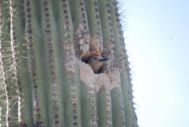 Woodpecker in Cactus