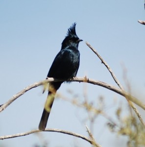 Birding