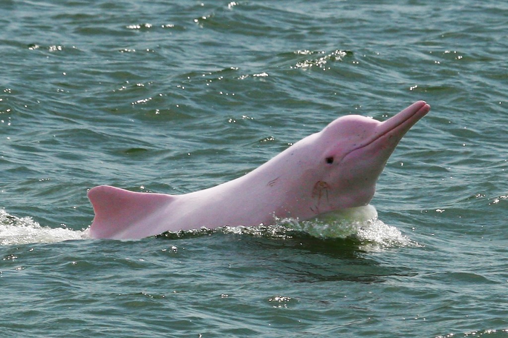 Pink Dolphins at Hong Kong
