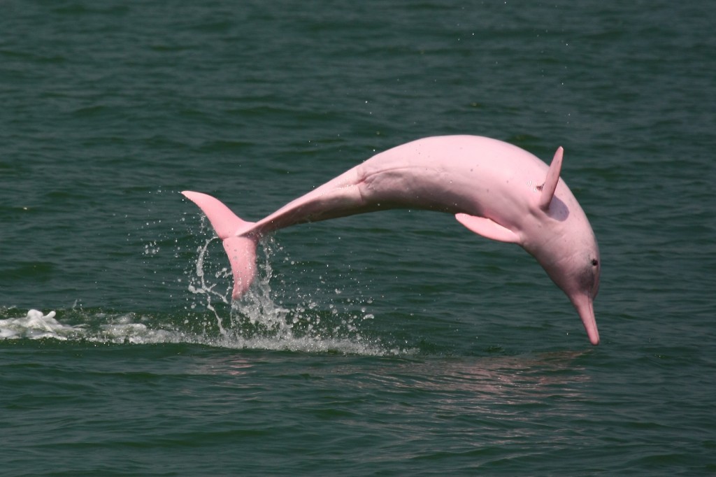 Pink Dolphins at Hong Kong