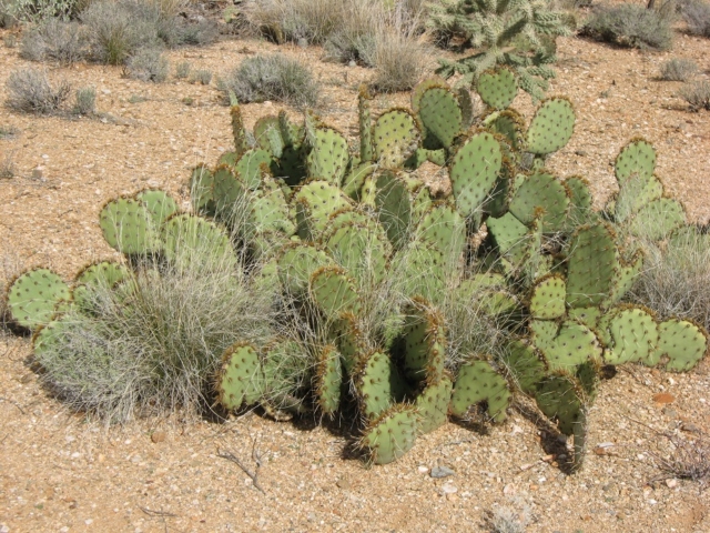 Prickly Pear Cactus