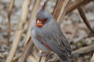 Birding