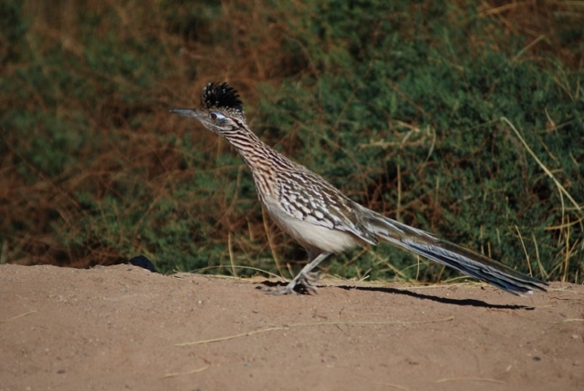 Roadrunner