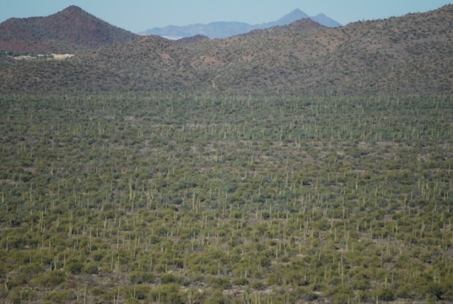 Saguaro Forest