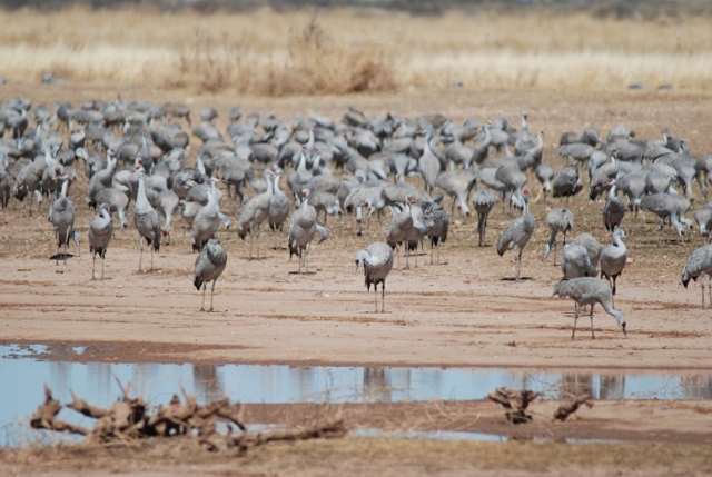 Sandhill Crane