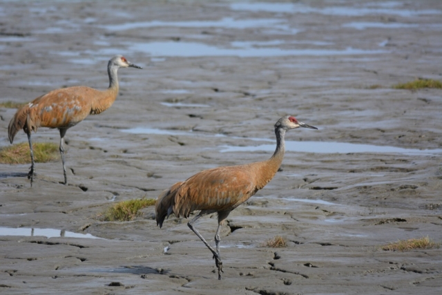 Sandhill Crane