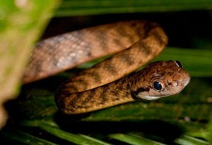 Snakesense