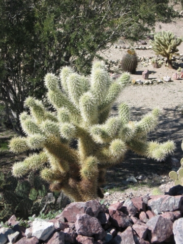 Teddy Bear Cactus