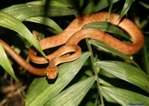 snakes Whitsundays