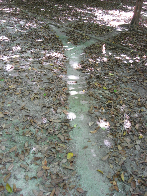 Ant Highway