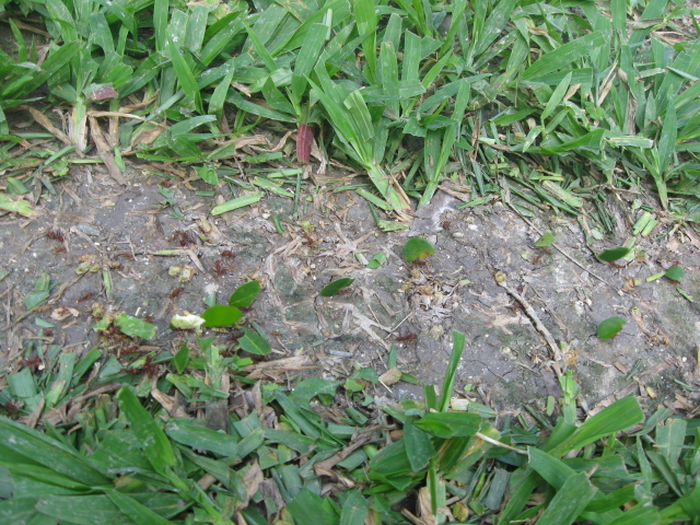 Ant Highway