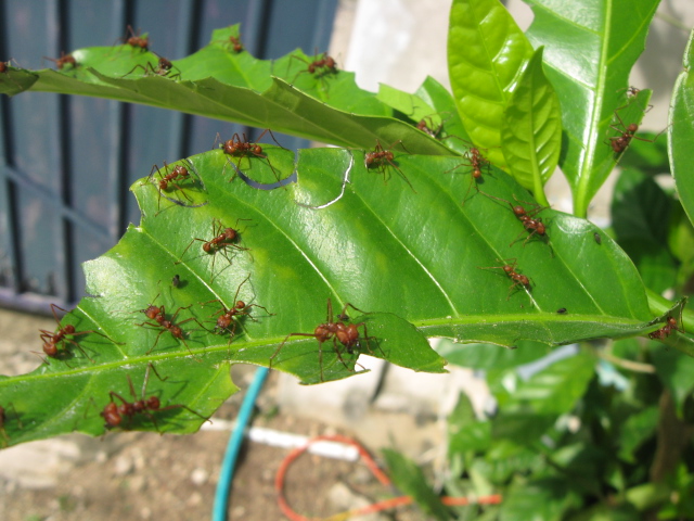 Ant Highway