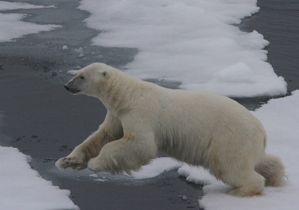 Svalbard Polar Bears