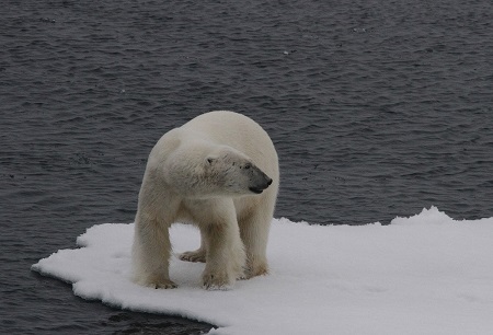 Svalbard Polar Bears