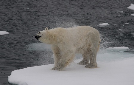 More Svalbard Polar Bears