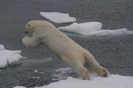 More Svalbard Polar Bears