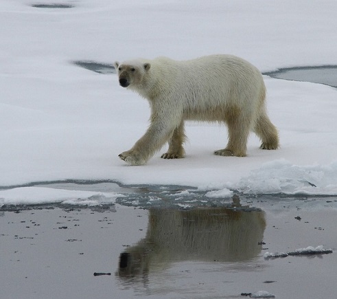 More Svalbard Polar Bears