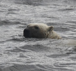 Svalbard Polar Bears