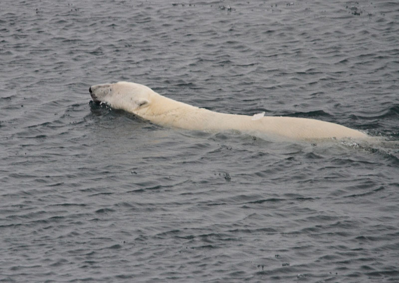 Svalbard Polar Bears