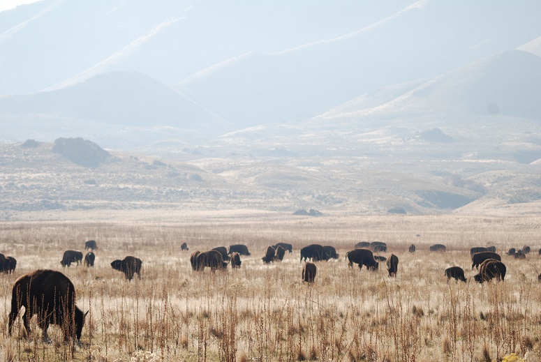 Free-roaming Bison