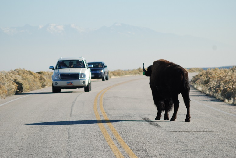 Free-roaming Bison