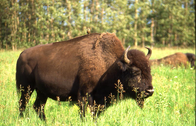 Free-roaming Bison