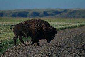 Free-roaming Bison