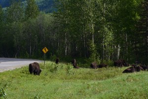 Free-roaming Bison