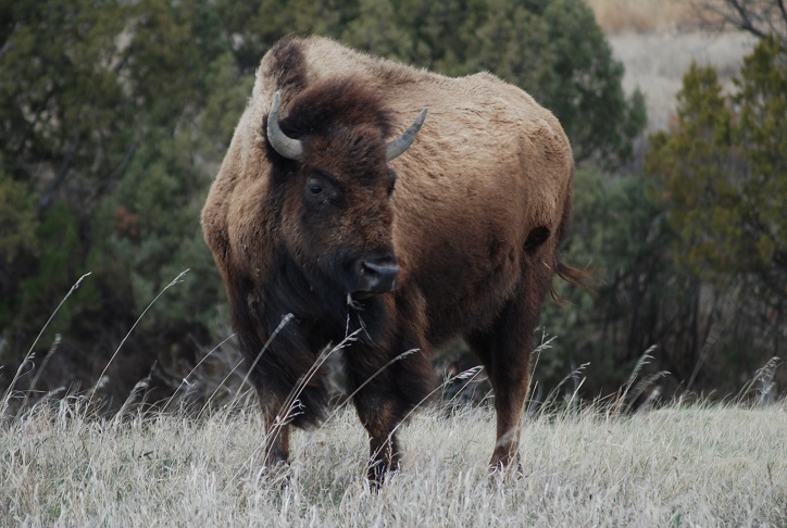 Free-roaming Bison