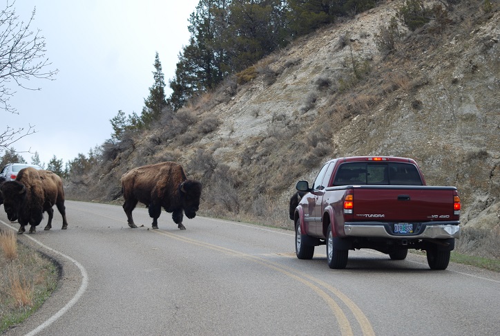 Free-roaming Bison